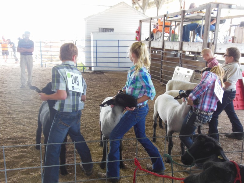 Fair 8