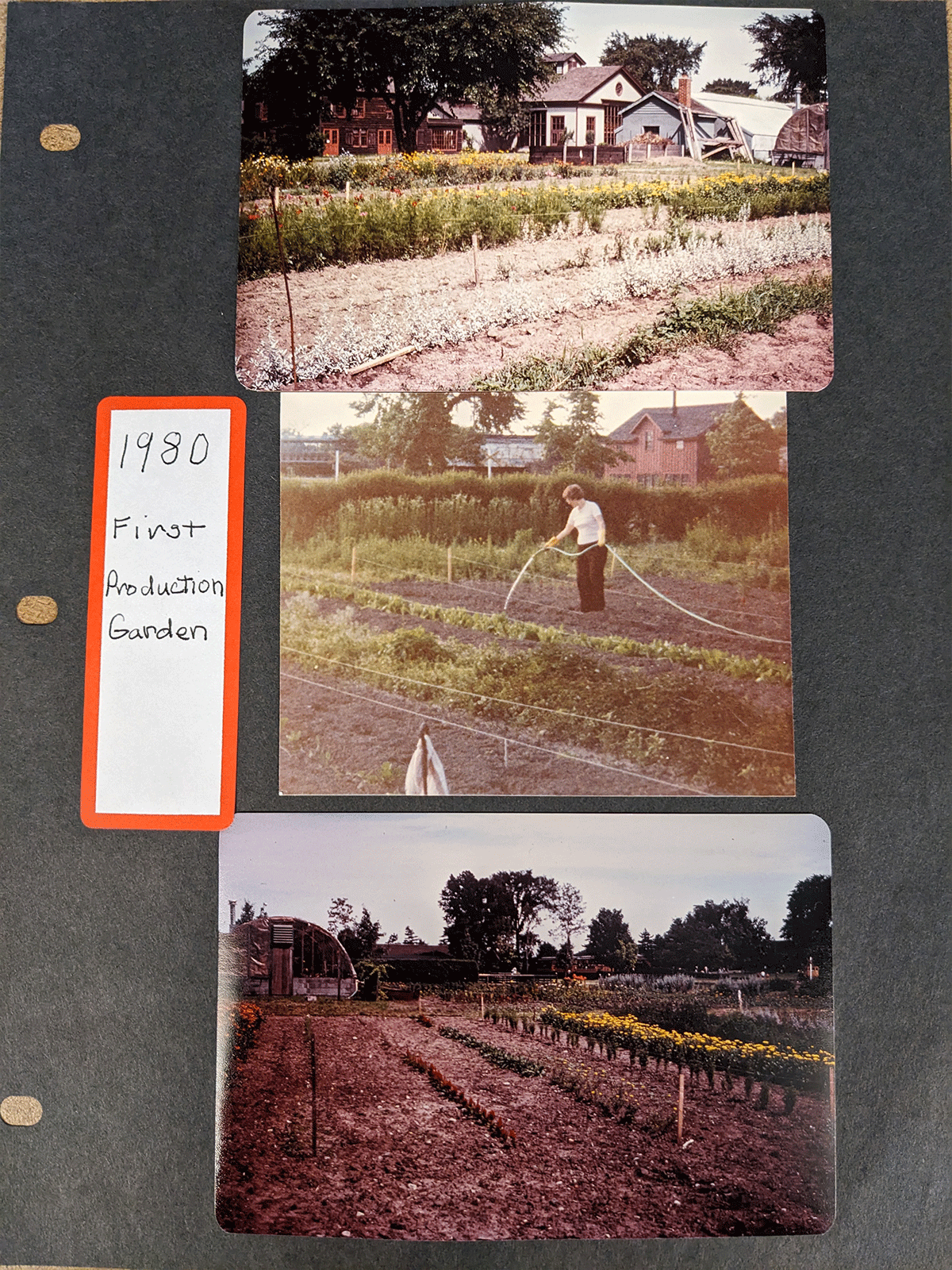 First production garden, located by greenhouses near the entrance to Greenfield Village.