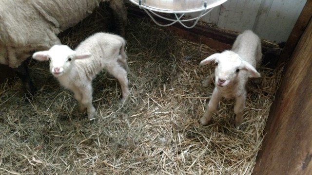 lambs lambs