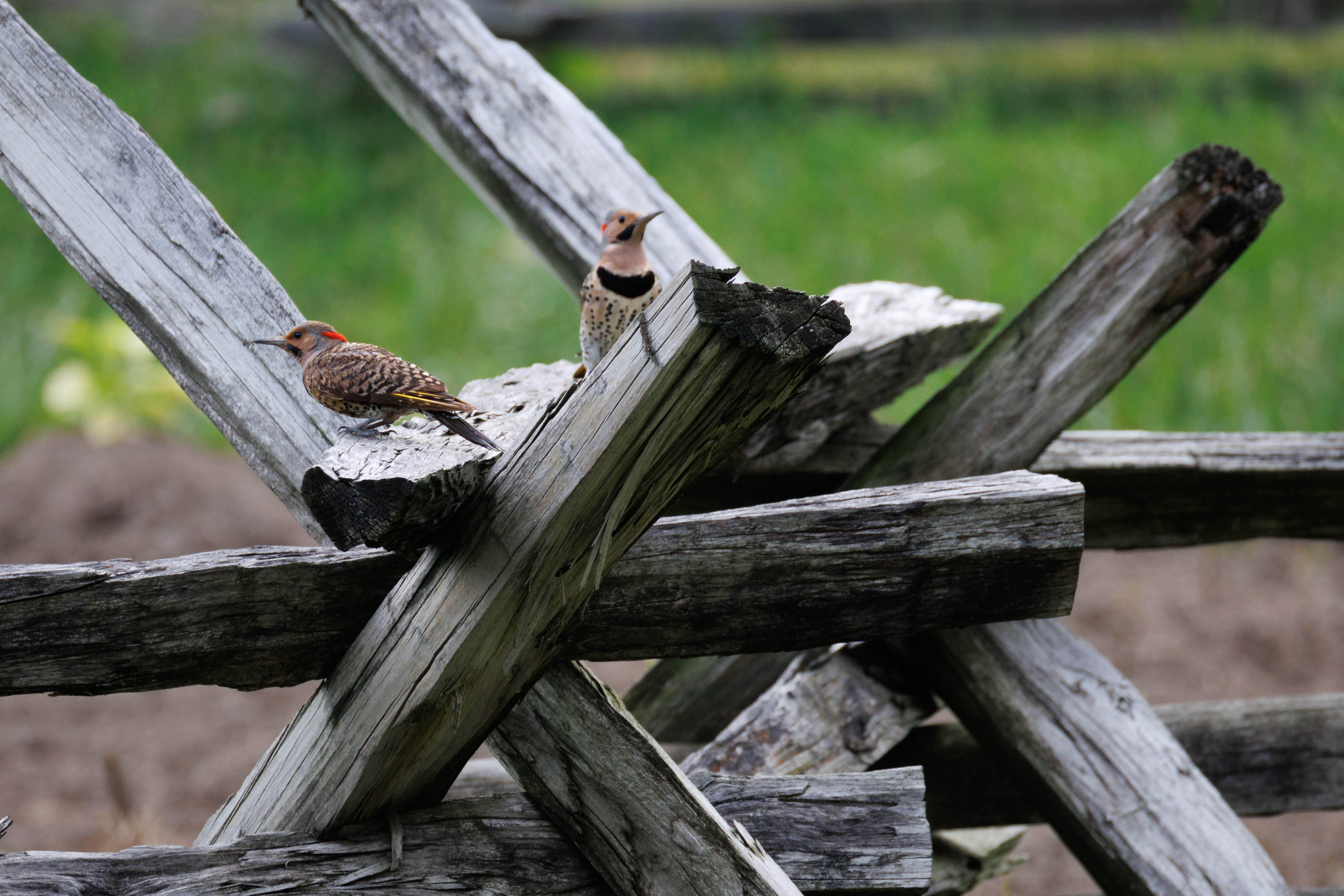Northern Flicker