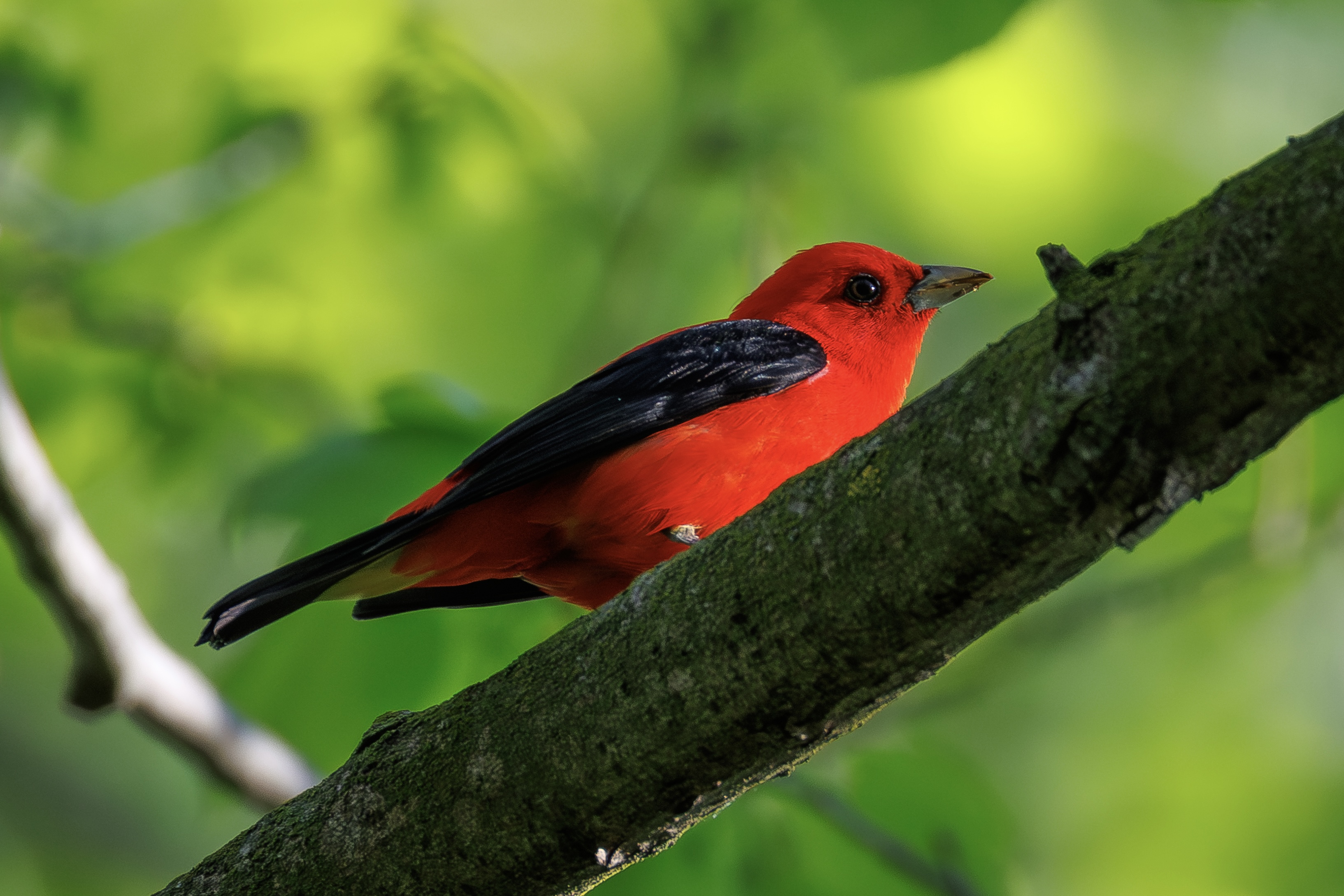Scarlet Tanager