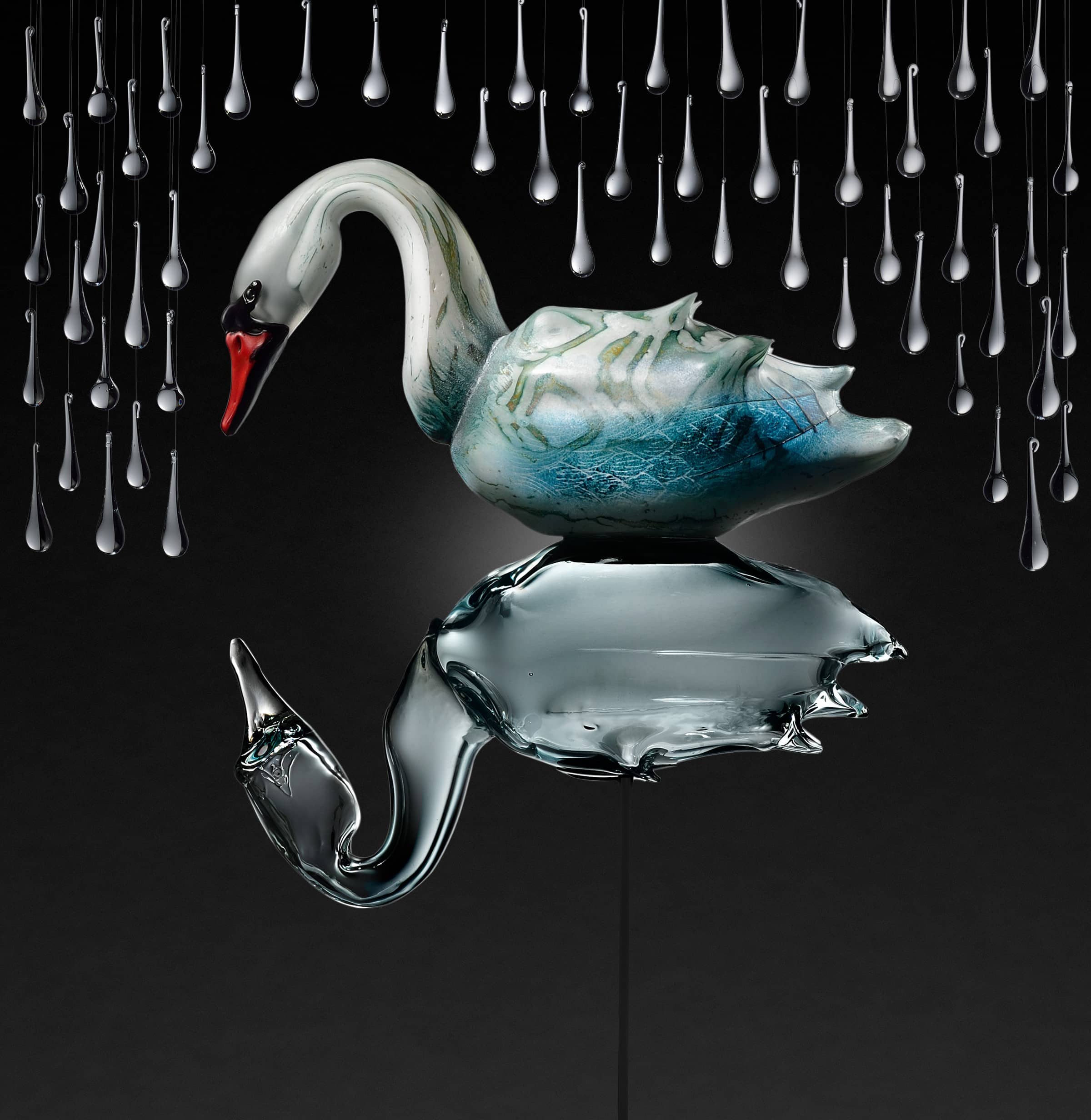 shelley-swan
