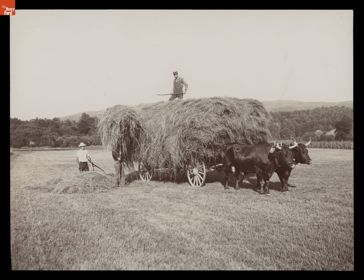 Man in field stands by small pile of hay, another hands hay up to a wagon piled high with hay, with another man on top and two oxen in front