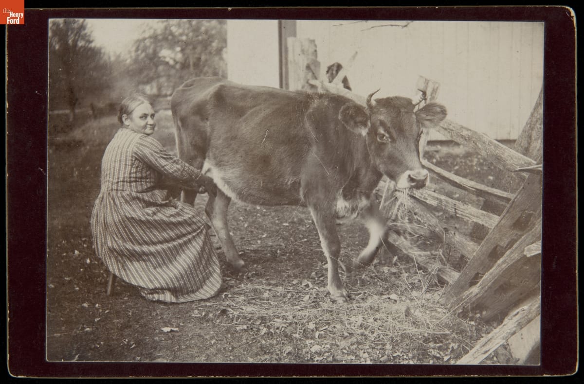 Woman in striped dress sits on low stool, milking a cow eating hay, next to a wooden fence and building