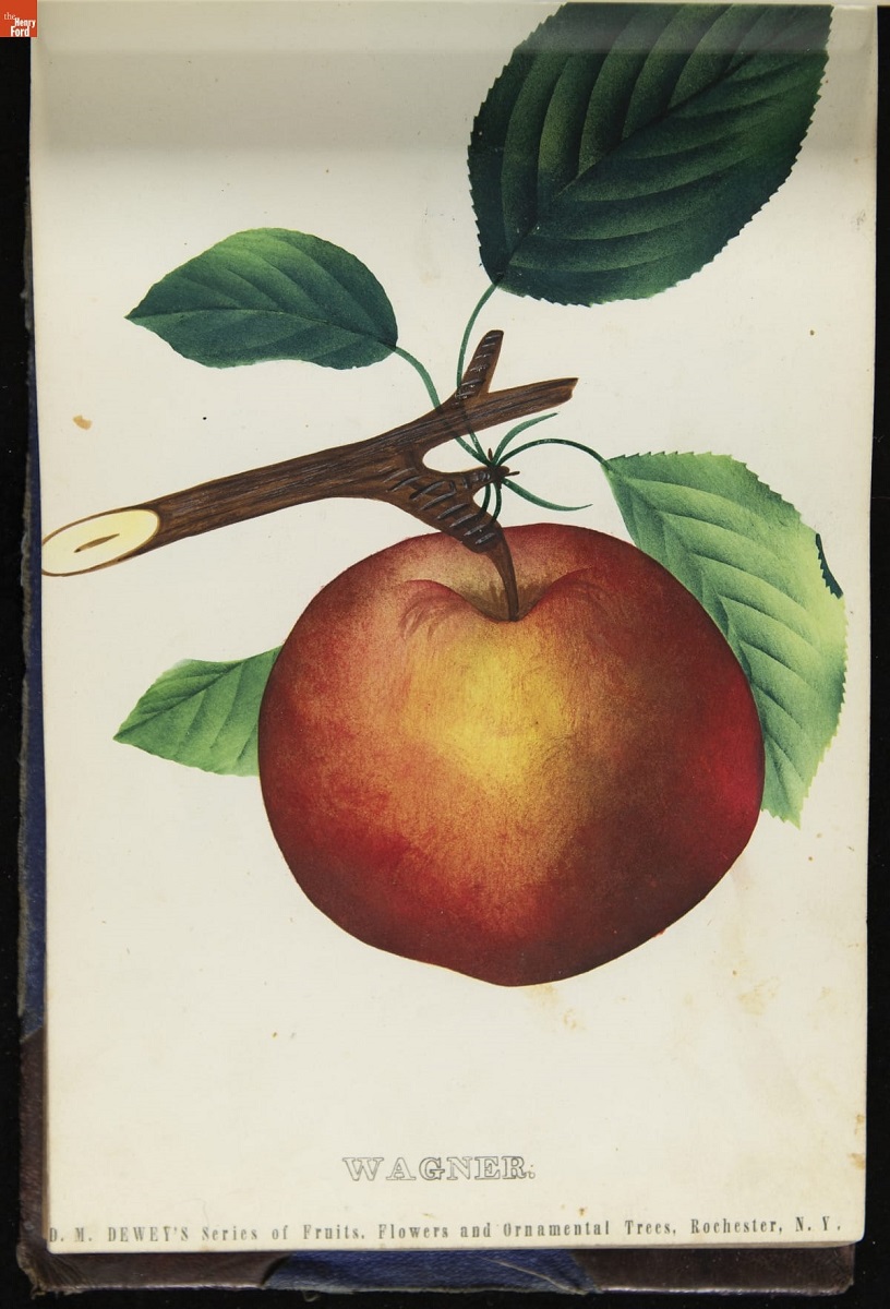 Color print with image of reddish-golden apple on bough with leaves; contains text 