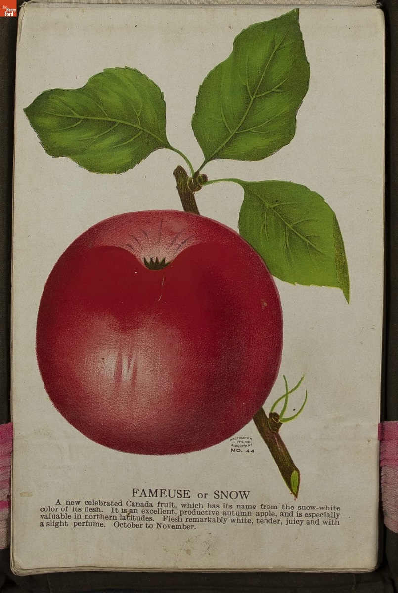 Print with text and image of bright red apple on bough with leaves