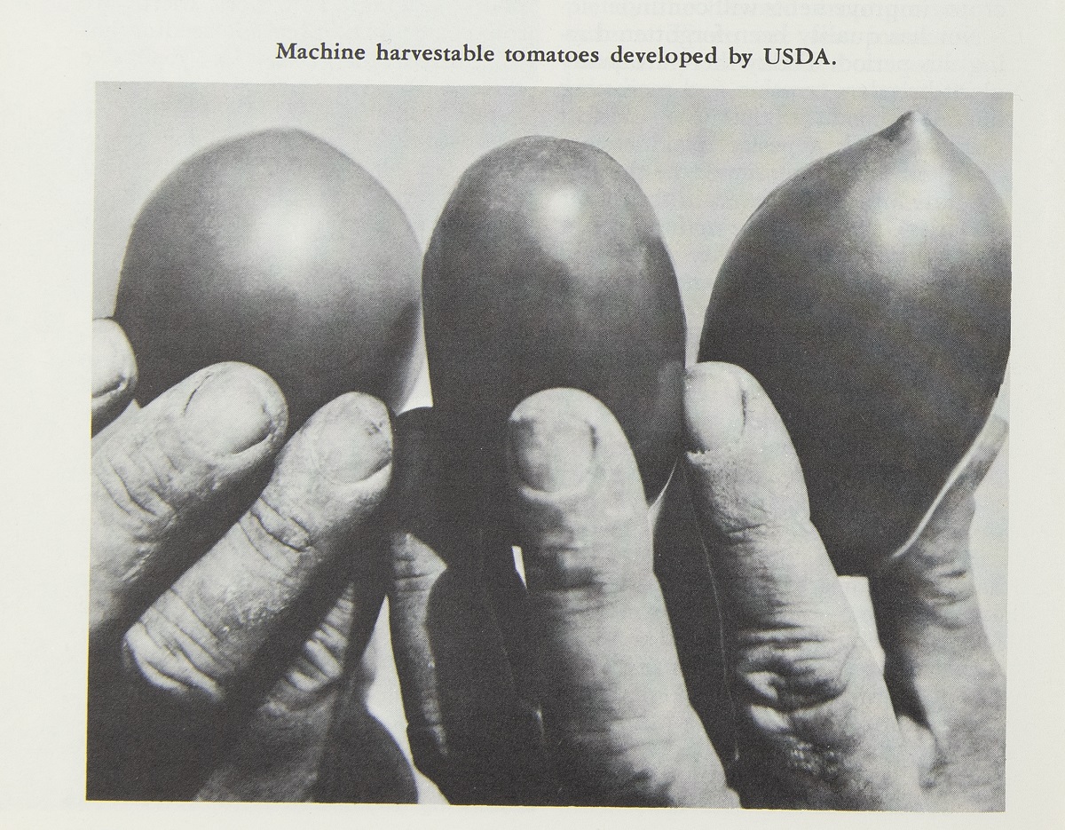 two hands holding three tomatoes, at least two of them oblong; also contains text