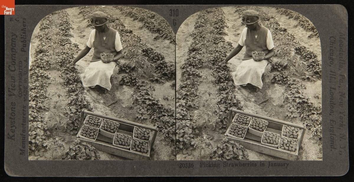 Double image of a person picking strawberries in a field