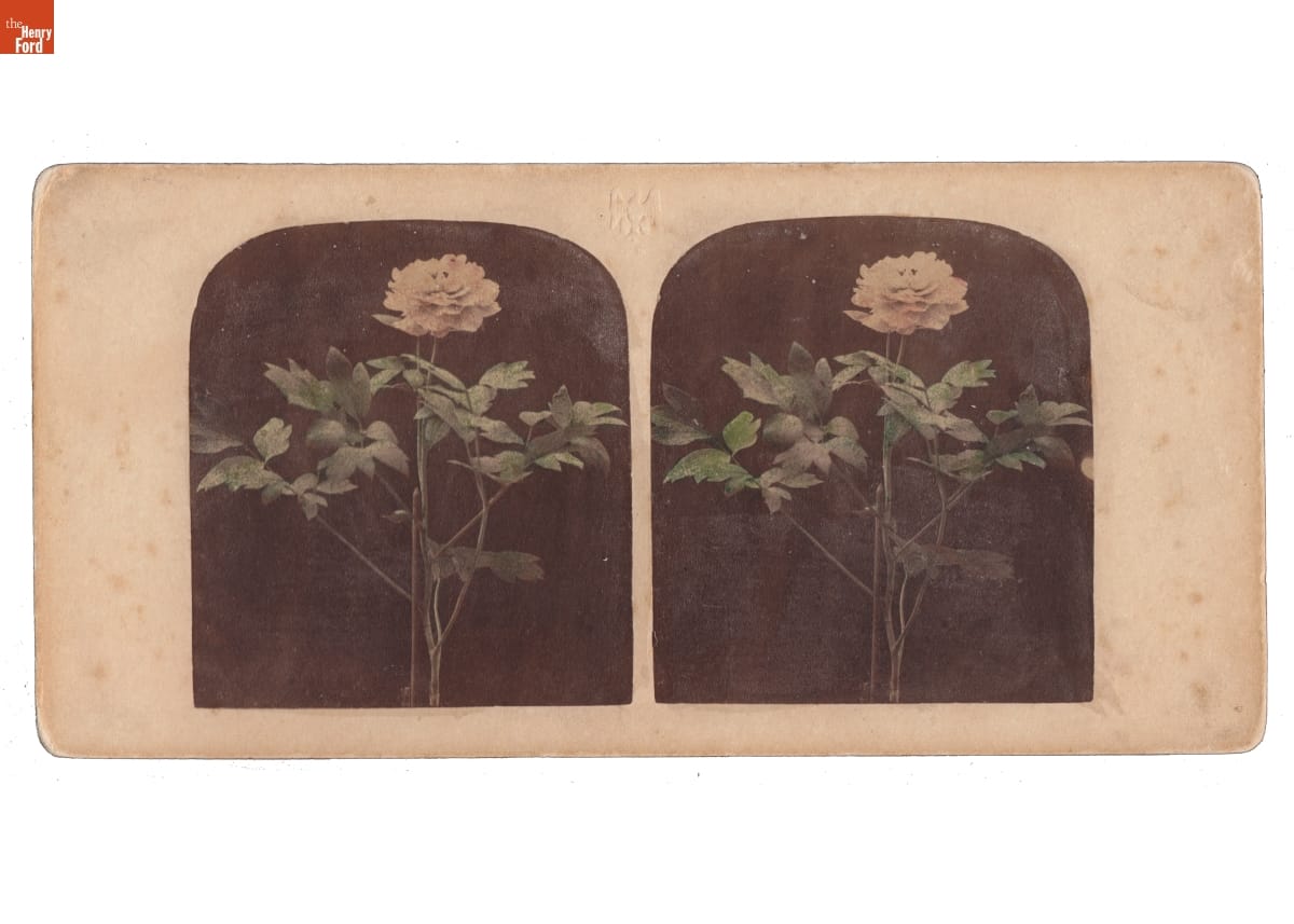 Duplicated image of a pink flower with green leaves on a black background