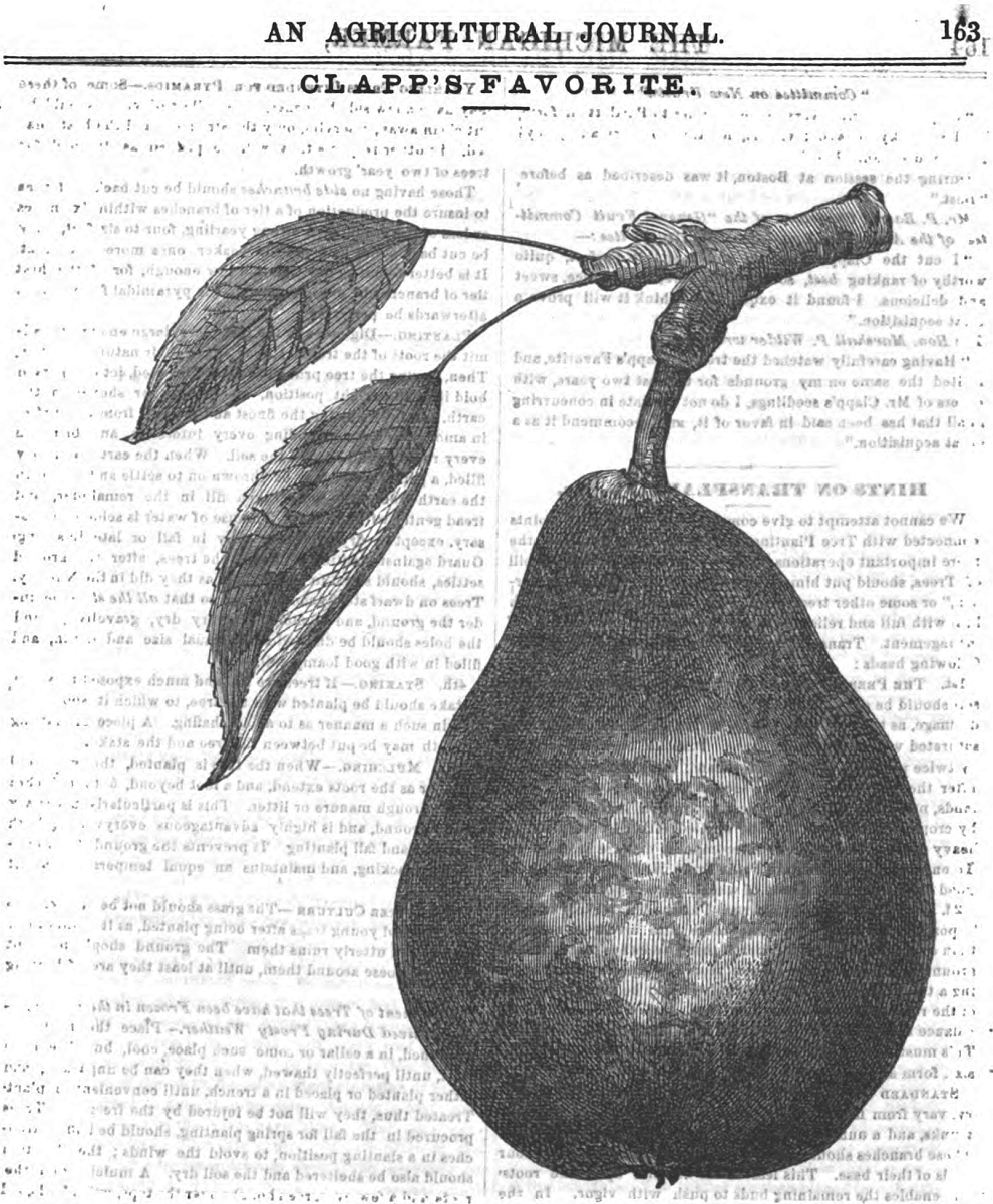three popular pears_Page_2