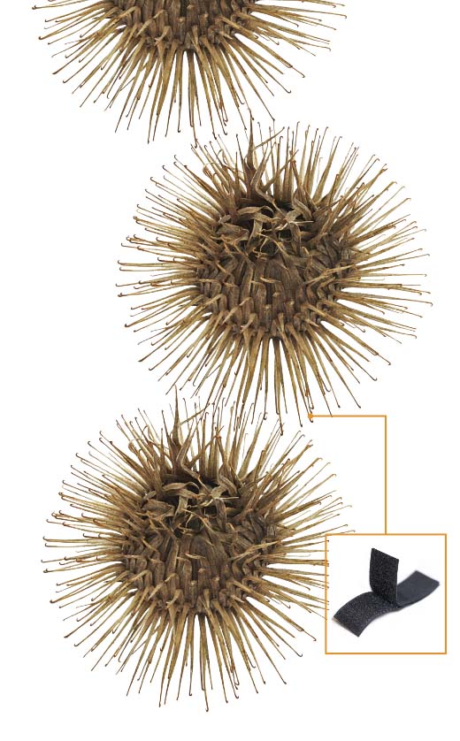 Round burrs with large spikes, with an inset image of velcro strips